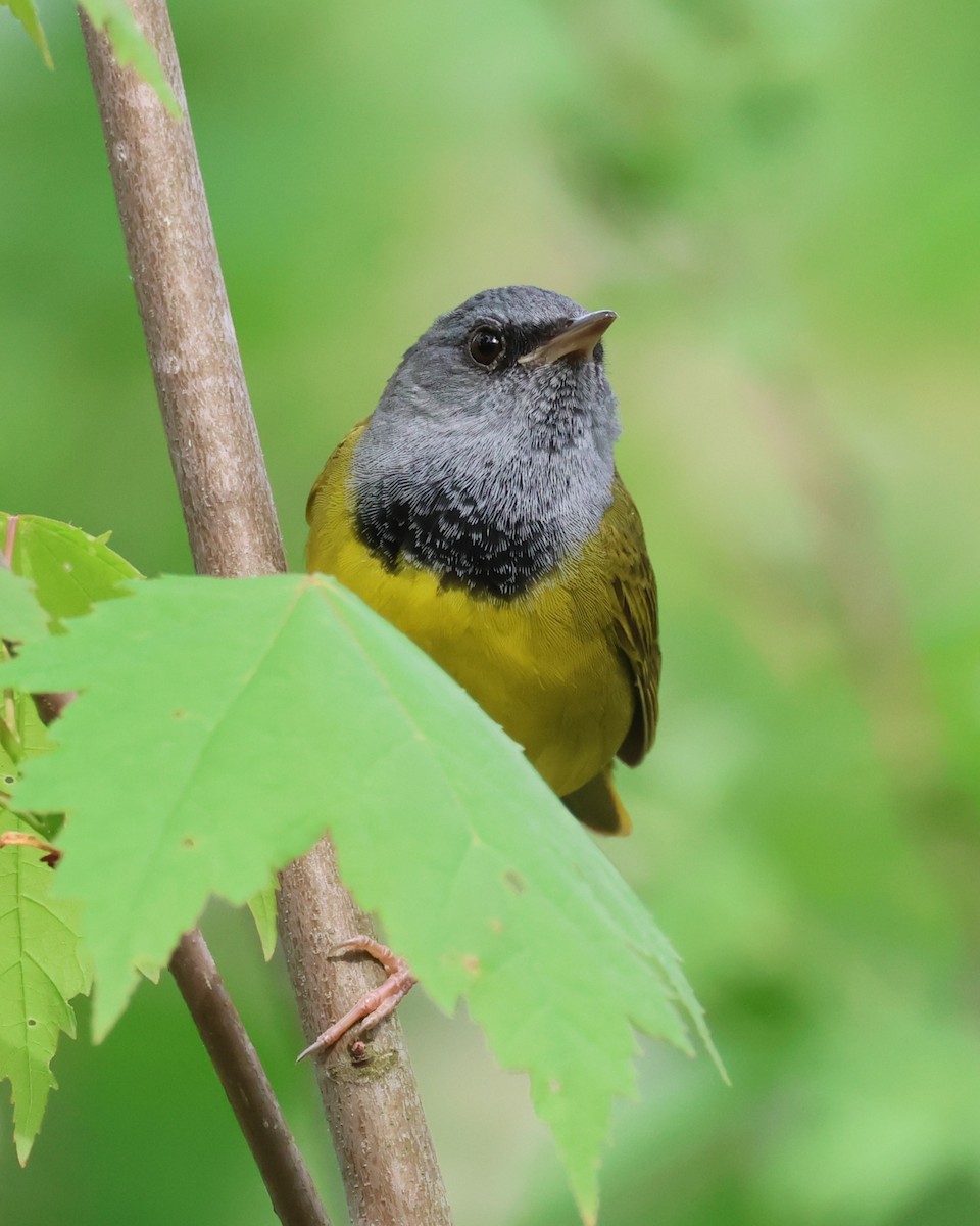 Mourning Warbler - Rod Schmidt