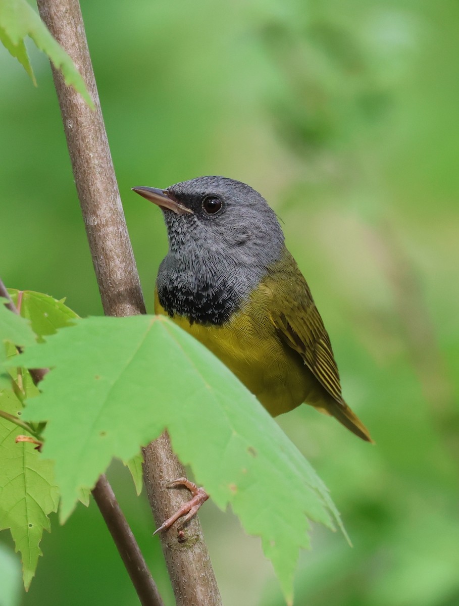 Mourning Warbler - Rod Schmidt