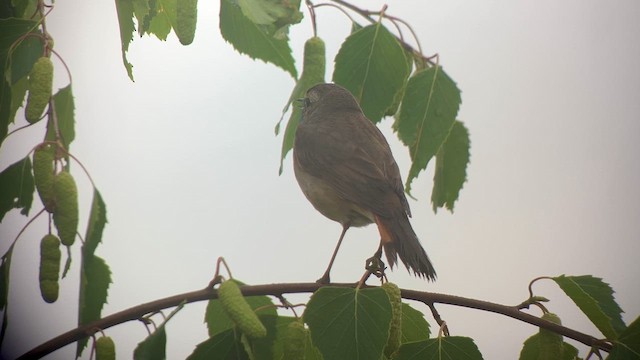 オガワコマドリ - ML619295011