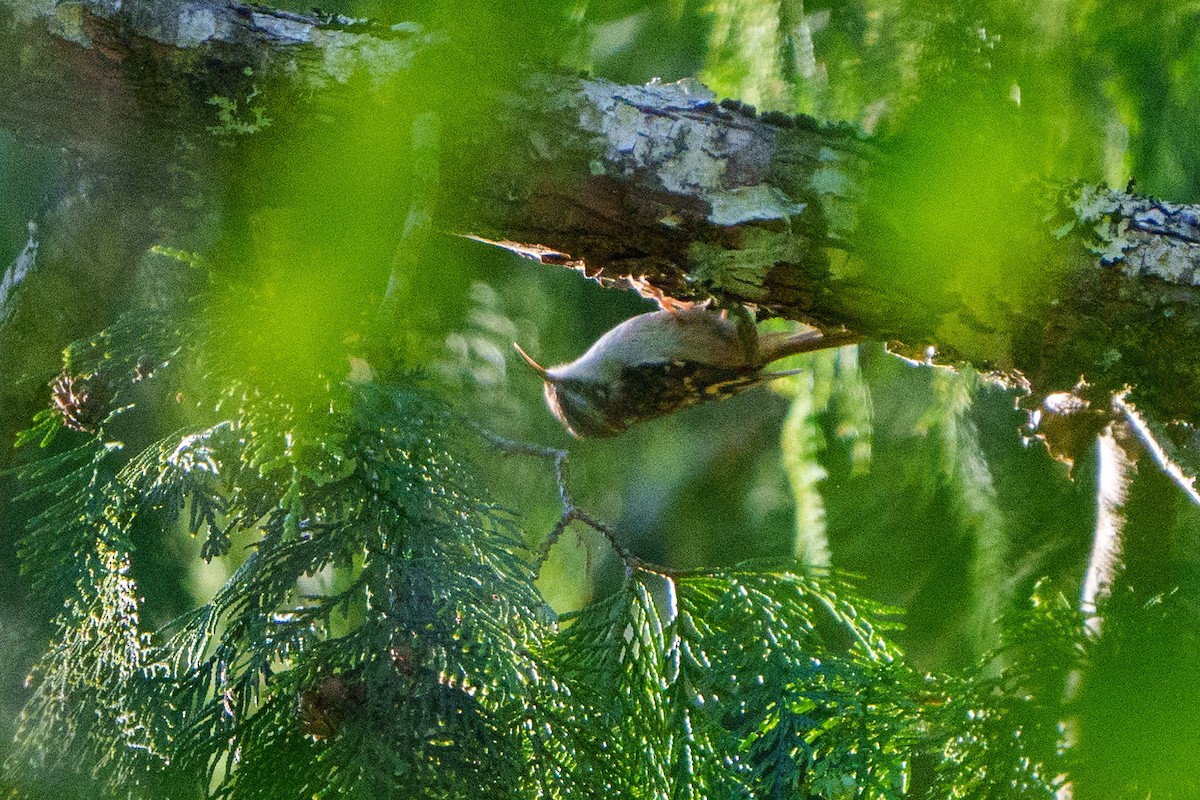 Brown Creeper - Peter Lypkie