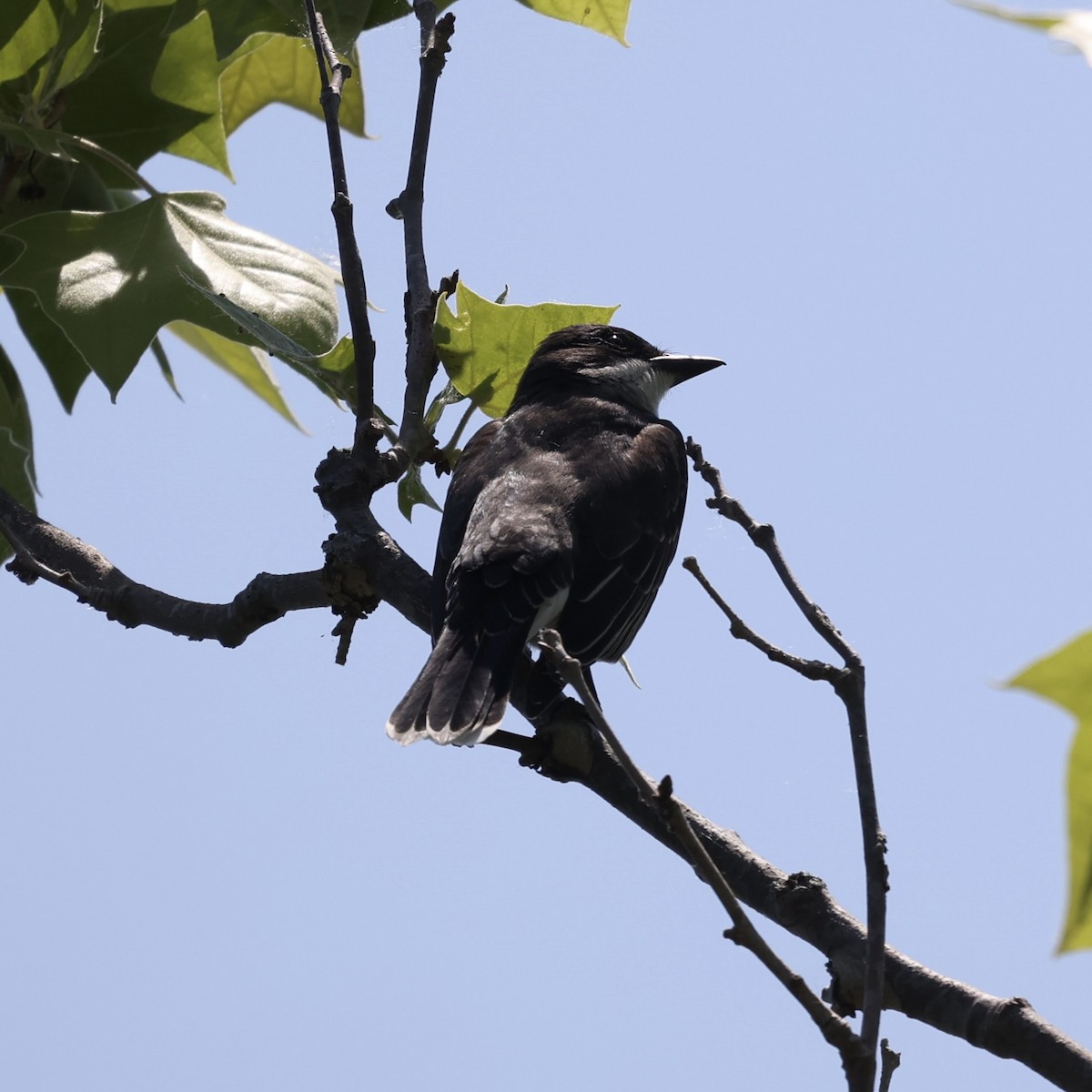 Eastern Kingbird - ML619295019