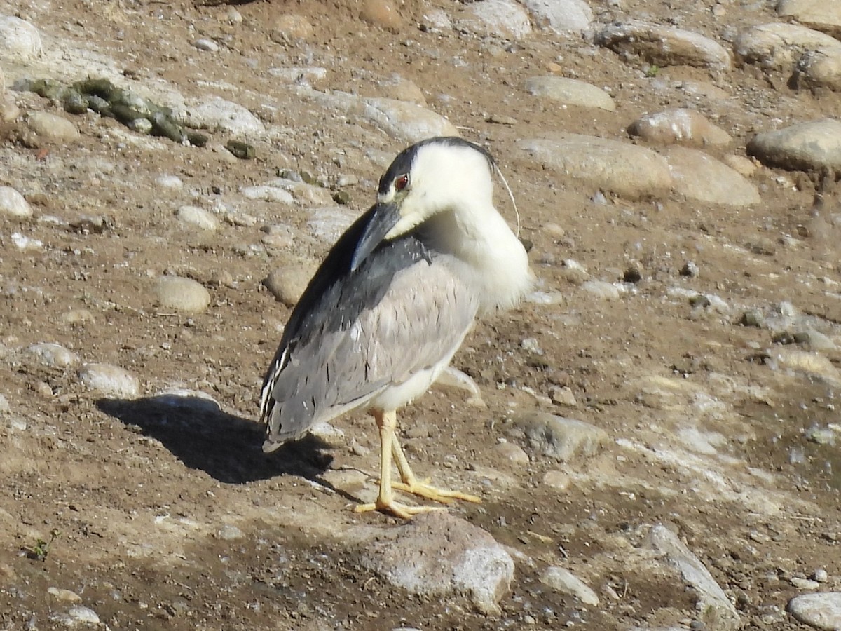 Black-crowned Night Heron - ML619295021