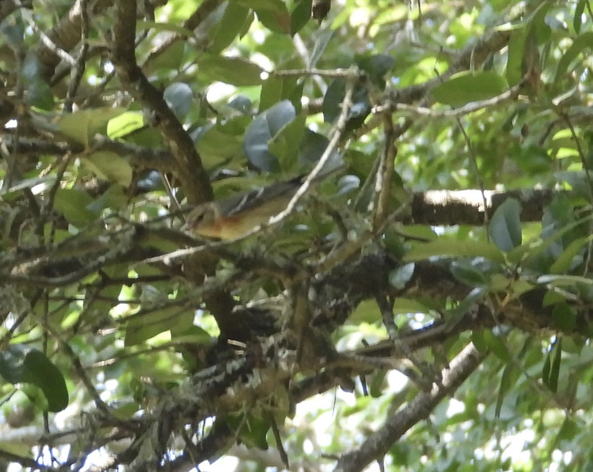 Bay-breasted Warbler - ML619295027