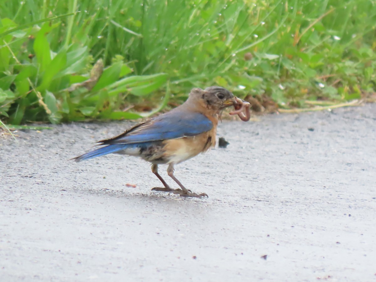 Eastern Bluebird - ML619295028