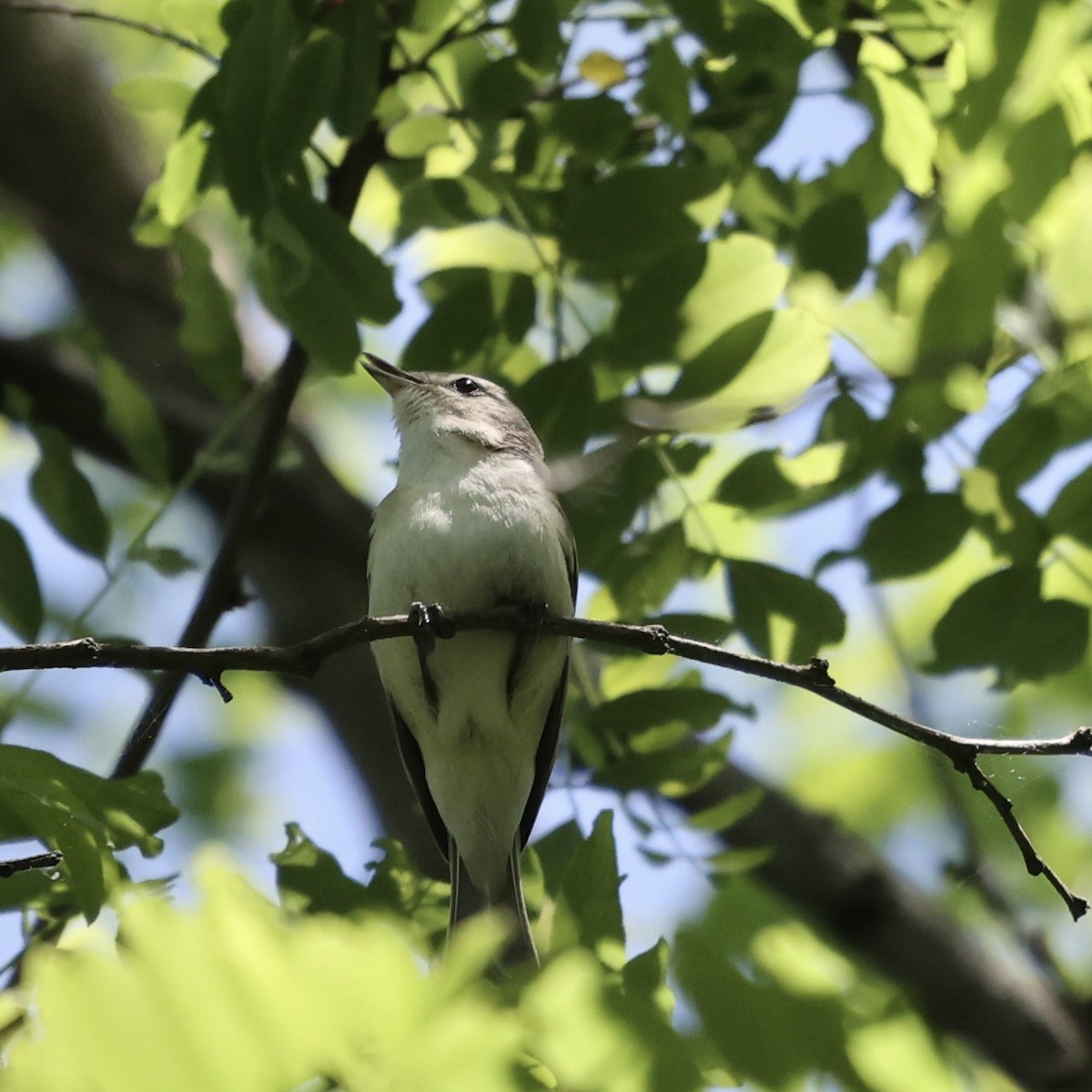 Warbling Vireo - Michael Burkhart