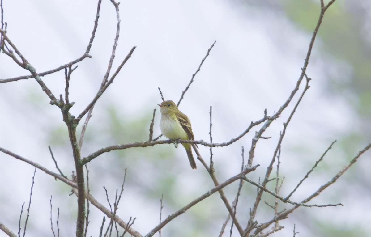 Acadian Flycatcher - ML619295035