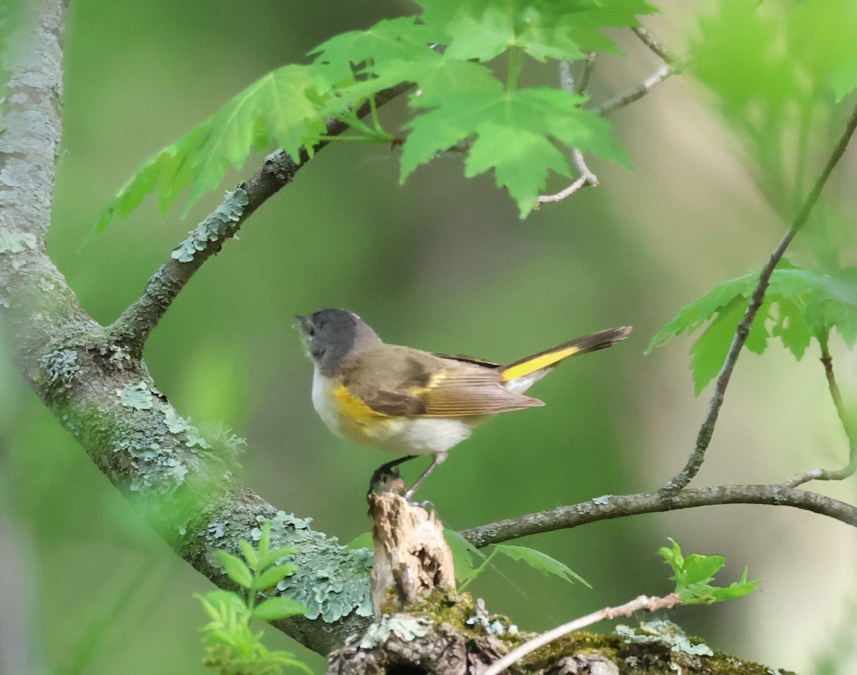 American Redstart - Rod Schmidt