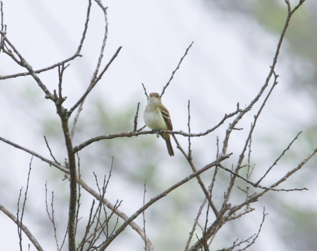 Acadian Flycatcher - ML619295042