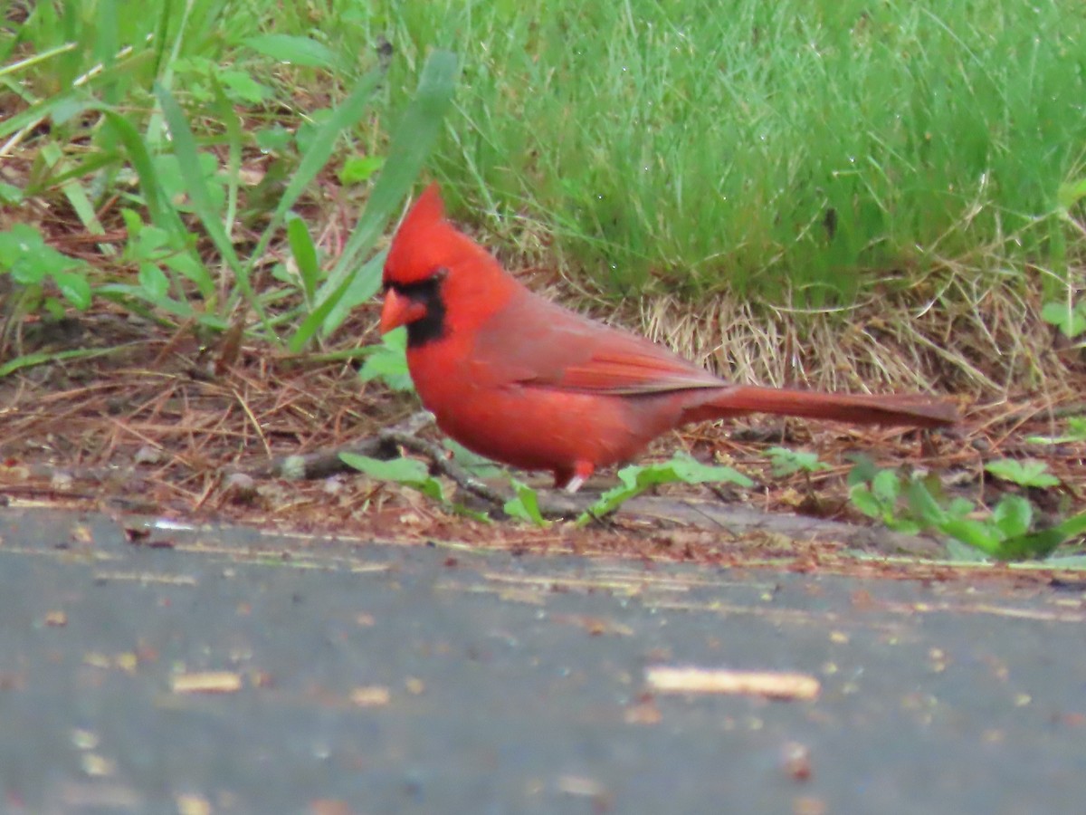 Cardinal rouge - ML619295046