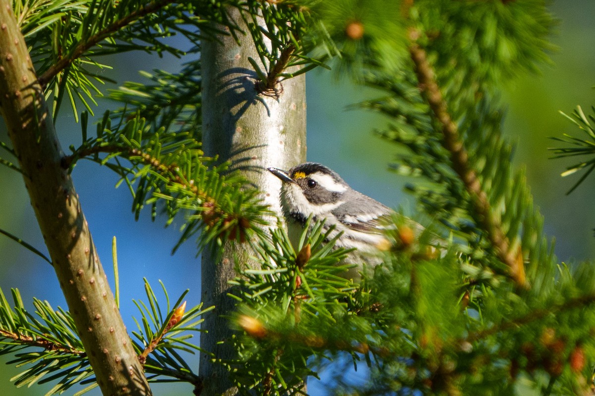Black-throated Gray Warbler - Peter Lypkie