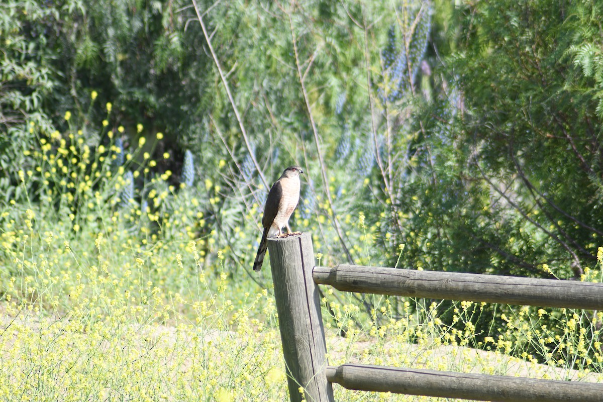 Cooper's Hawk - ML619295052