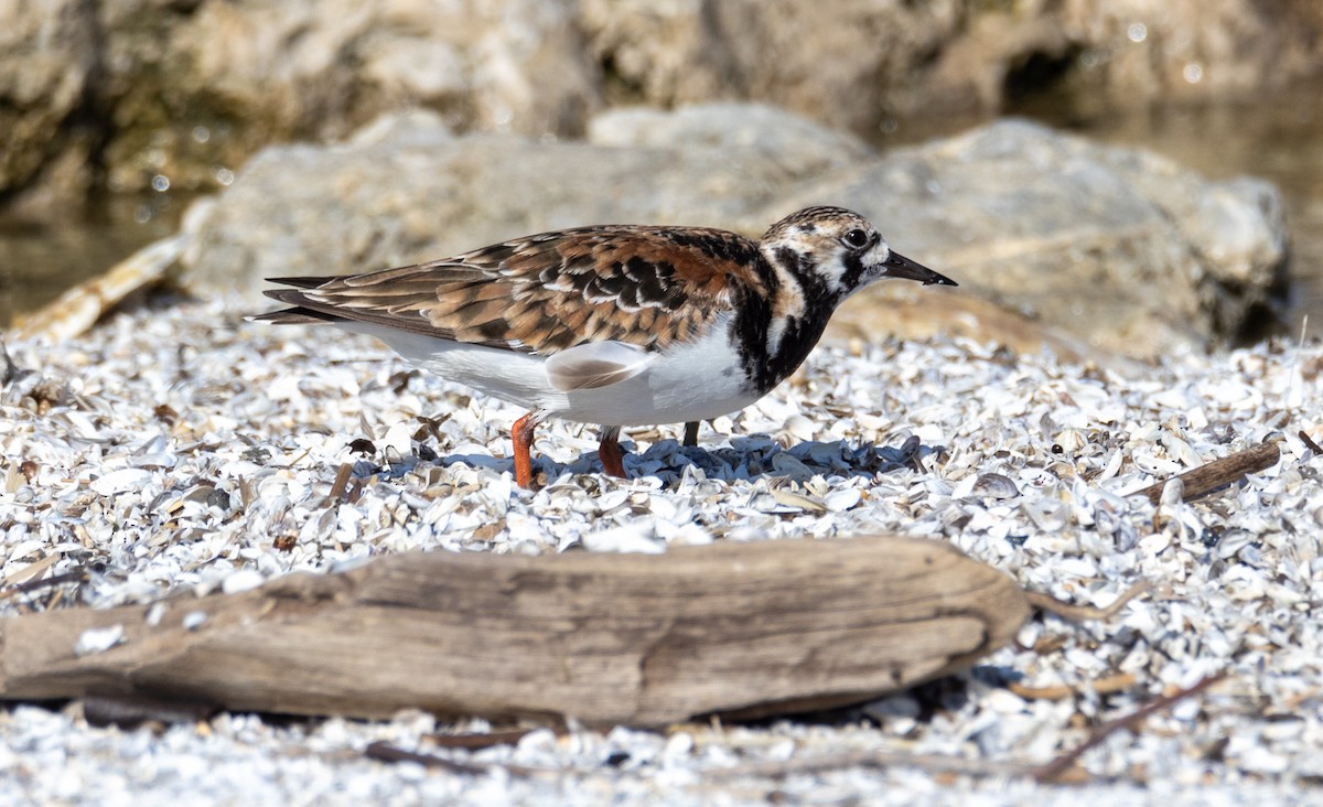 Ruddy Turnstone - ML619295058