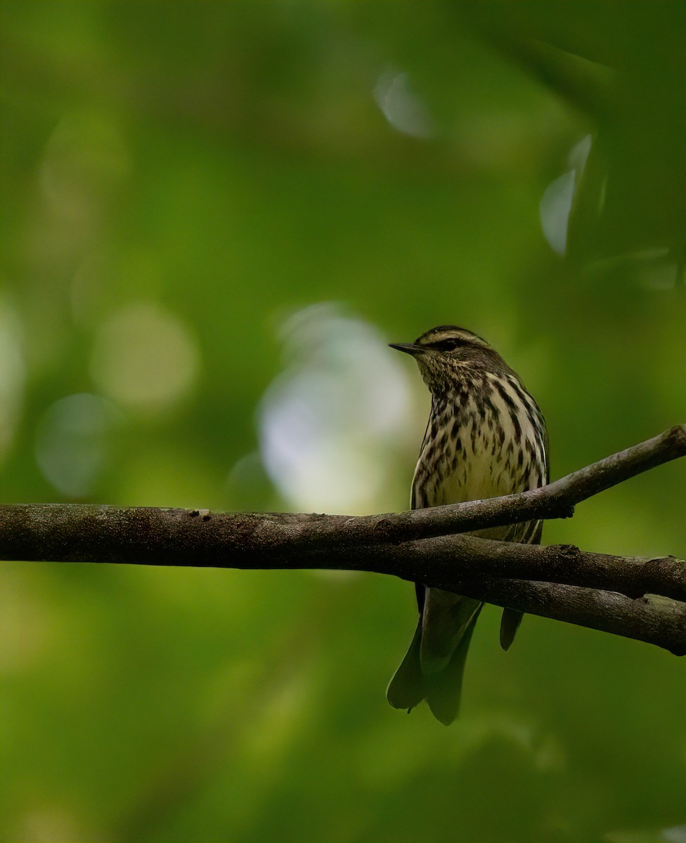 Northern Waterthrush - Natalie Cavalieri