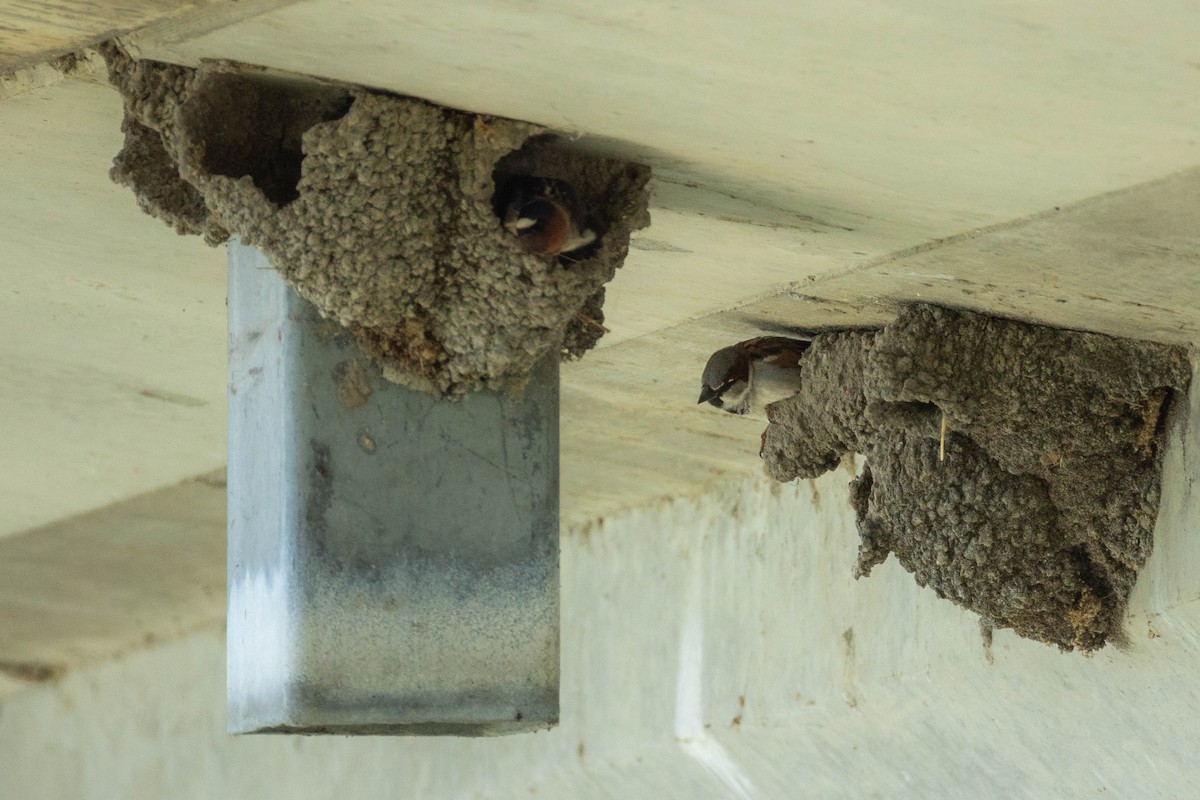 House Sparrow - Nancy Clermont