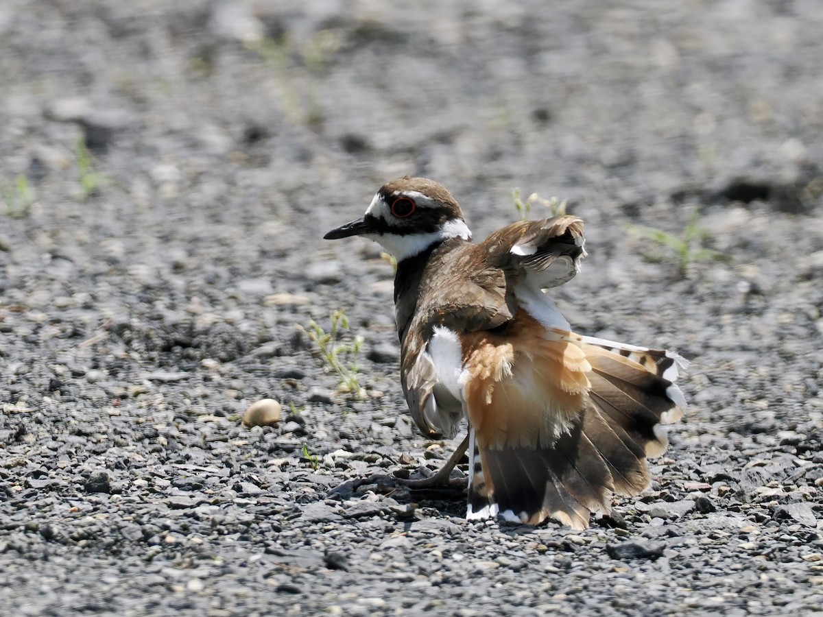 Killdeer - June Smith