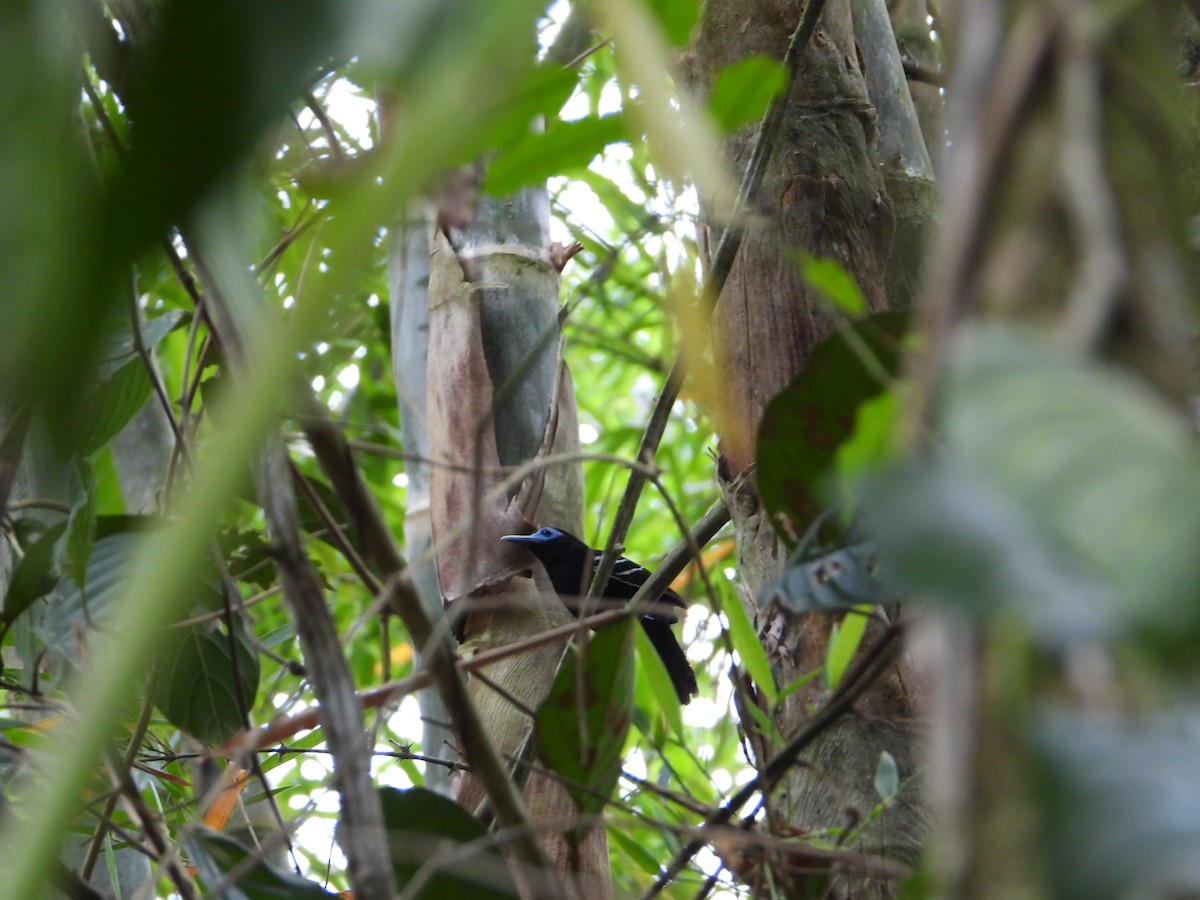 Bare-crowned Antbird - Joel Amaya (BirdwatchingRoatan.com)
