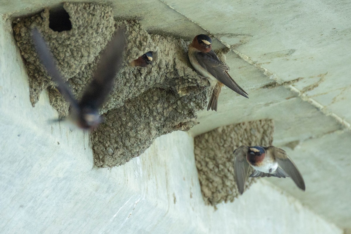 Cliff Swallow - Nancy Clermont