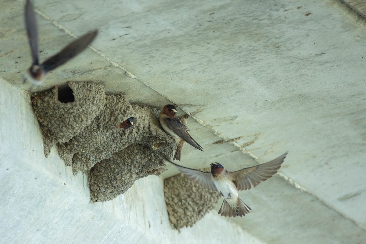 Cliff Swallow - ML619295105