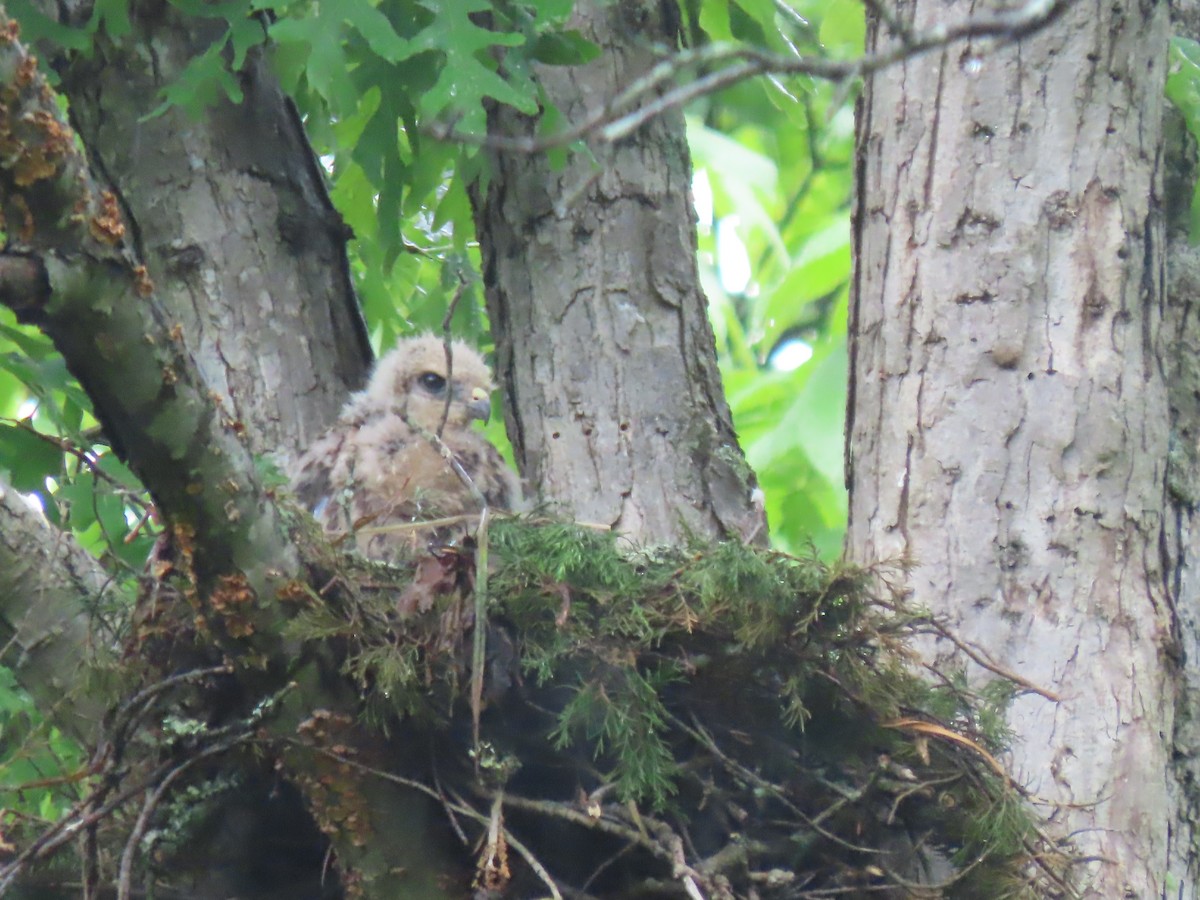 Red-shouldered Hawk - Terryl  Tindall