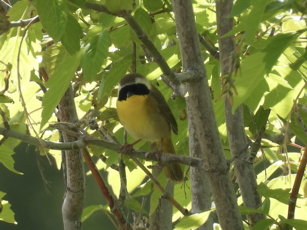 Common Yellowthroat - ML619295107