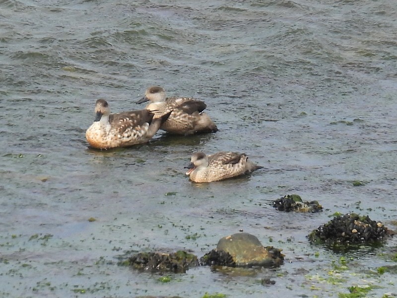 Crested Duck - ML619295109