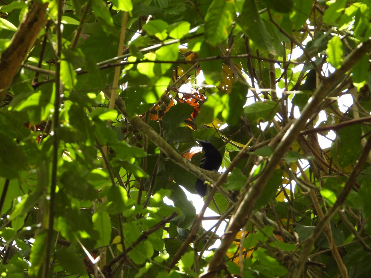 Bare-crowned Antbird - ML619295116