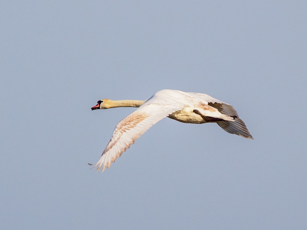 Mute Swan - Darrell Lawson