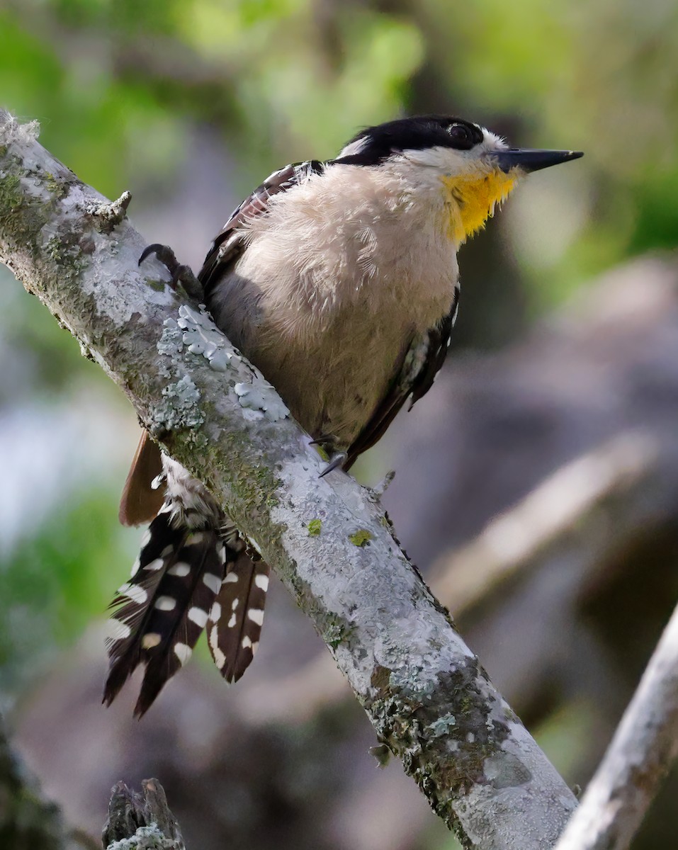 White-fronted Woodpecker - Anonymous