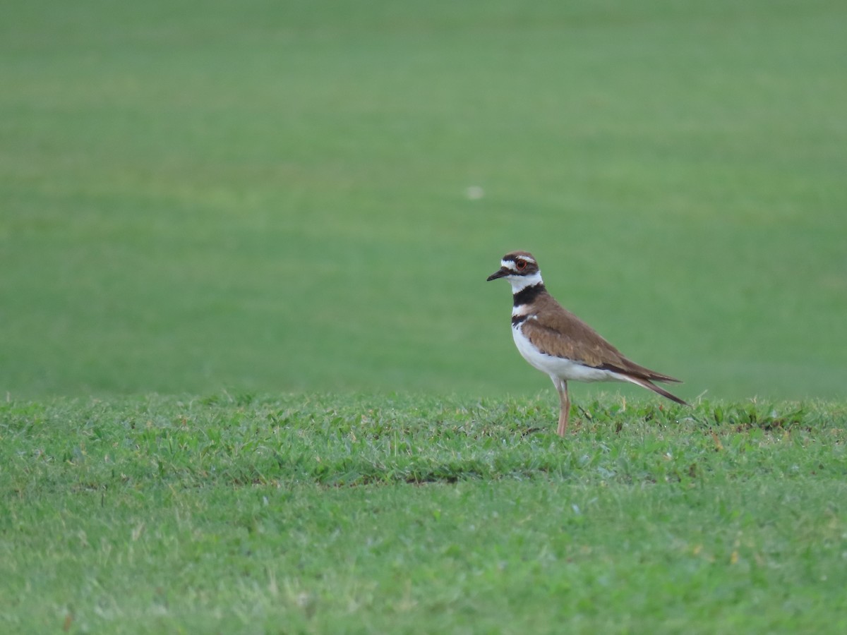 Killdeer - Susan Young