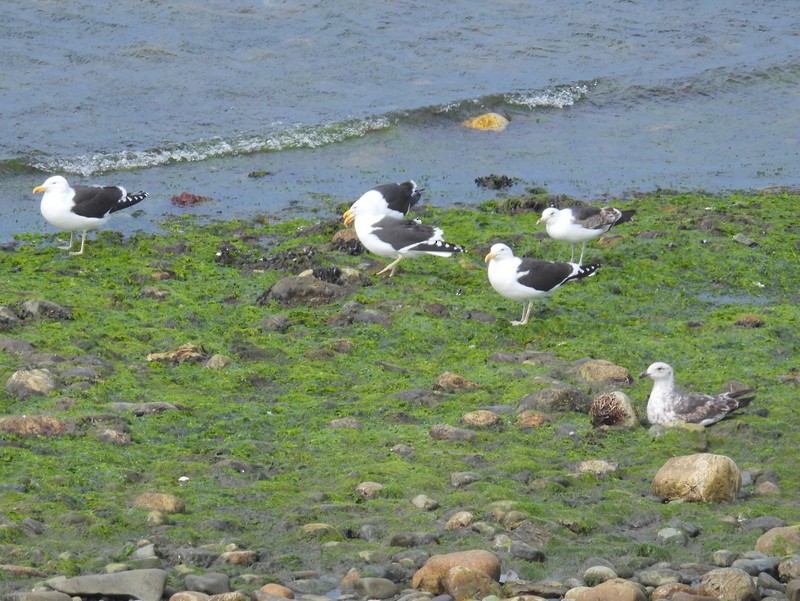 Kelp Gull (dominicanus) - bob butler