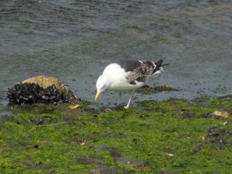 Kelp Gull (dominicanus) - bob butler