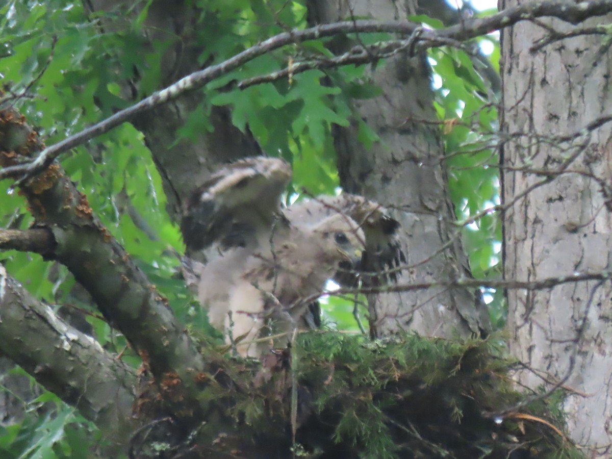 Red-shouldered Hawk - Terryl  Tindall