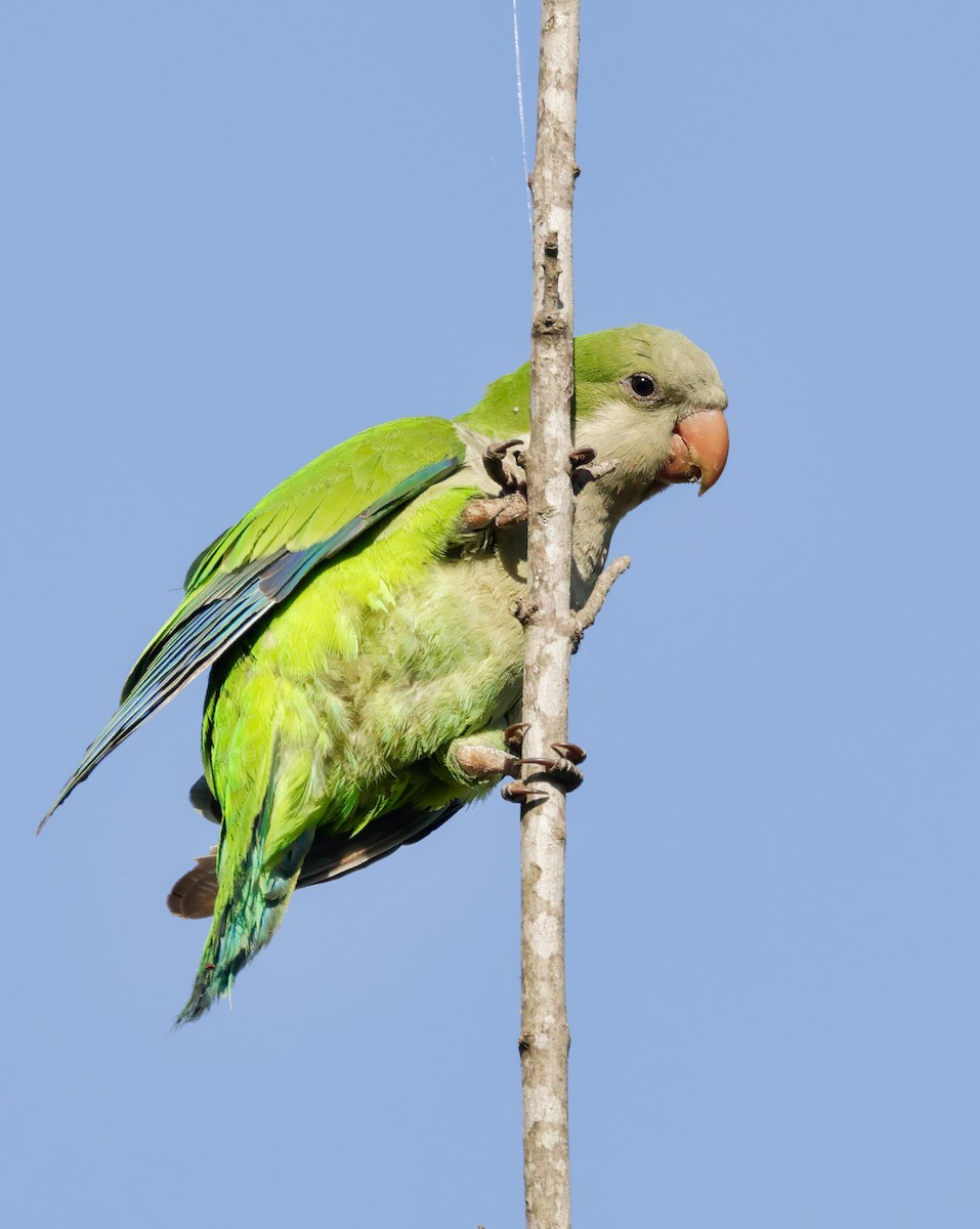 Monk Parakeet - Anonymous