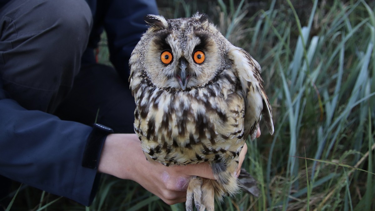 Long-eared Owl - ML619295164