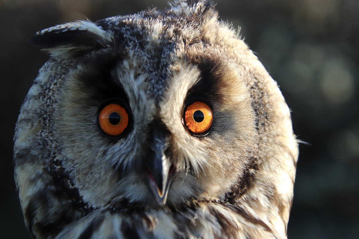Long-eared Owl - ML619295177