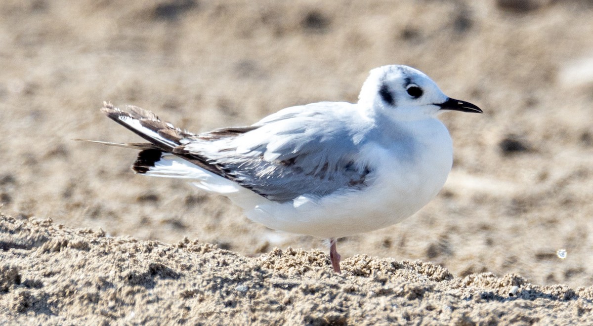 Bonaparte's Gull - ML619295192