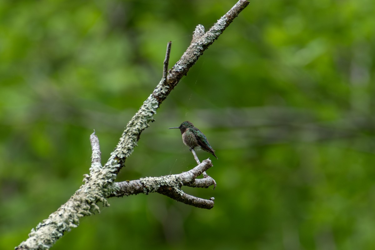 Ruby-throated Hummingbird - Alton Spencer
