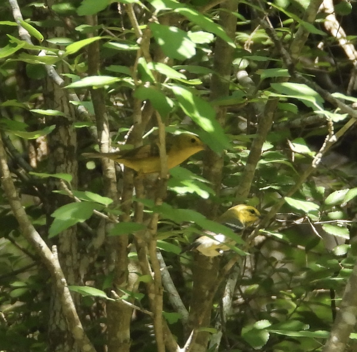 Black-throated Green Warbler - Susan Schaezler