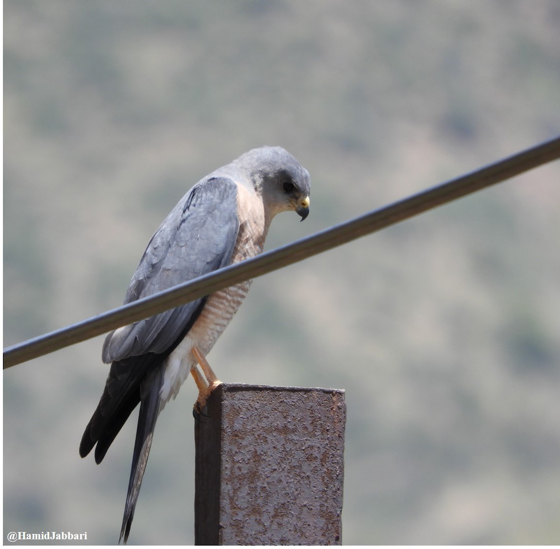 Levant Sparrowhawk - Hamid Jabbari