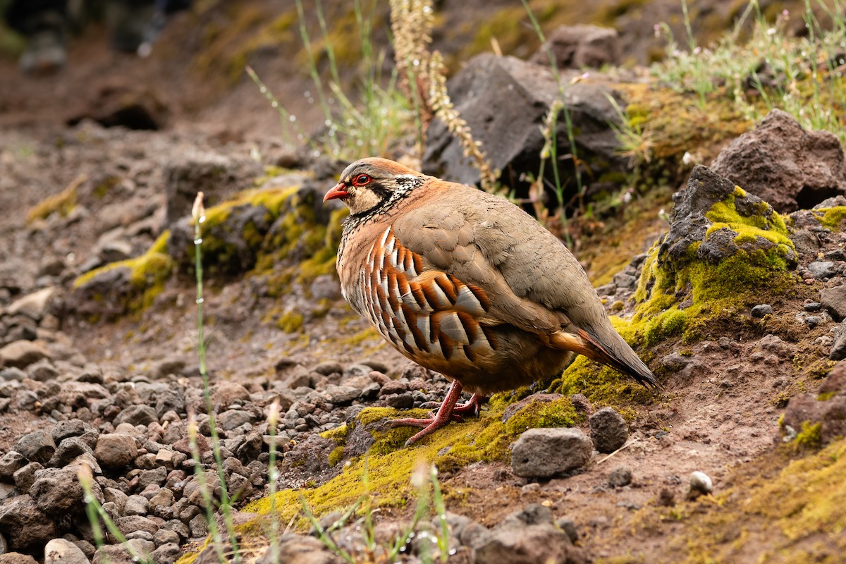 Red-legged Partridge - Luis Guillermo