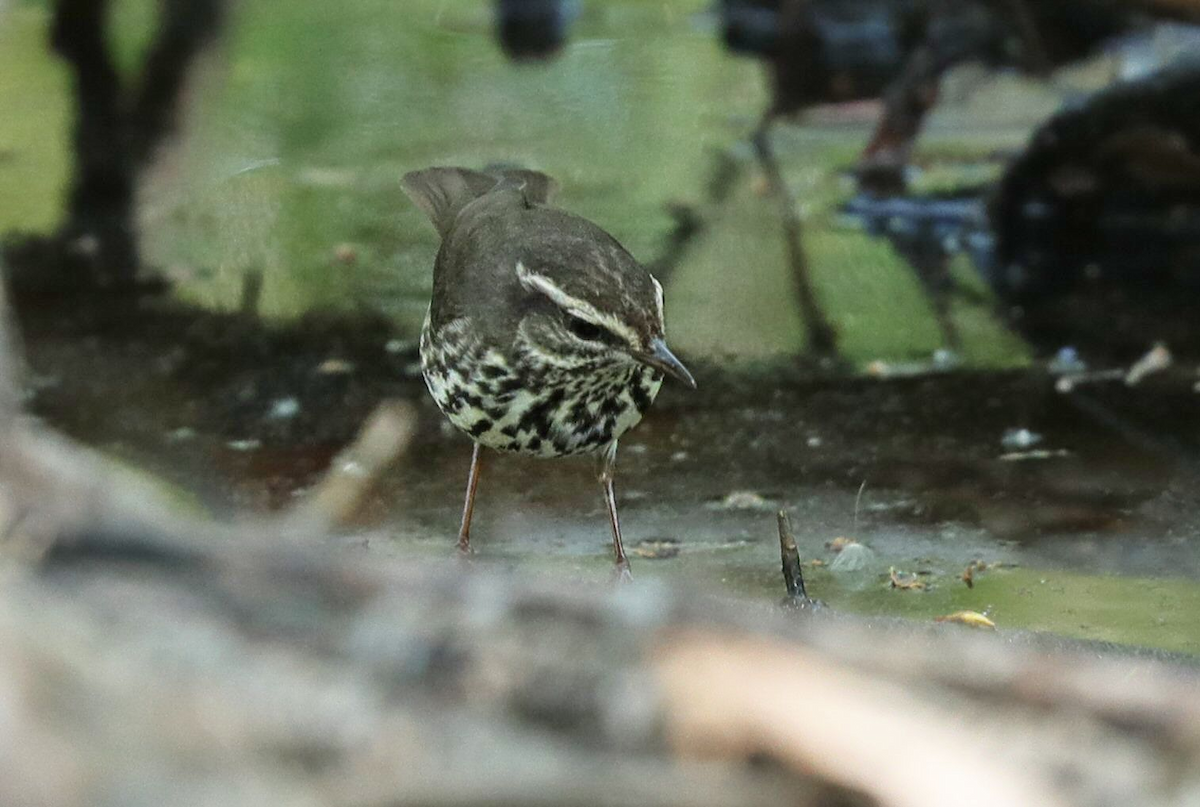 passerine sp. - Grace Green