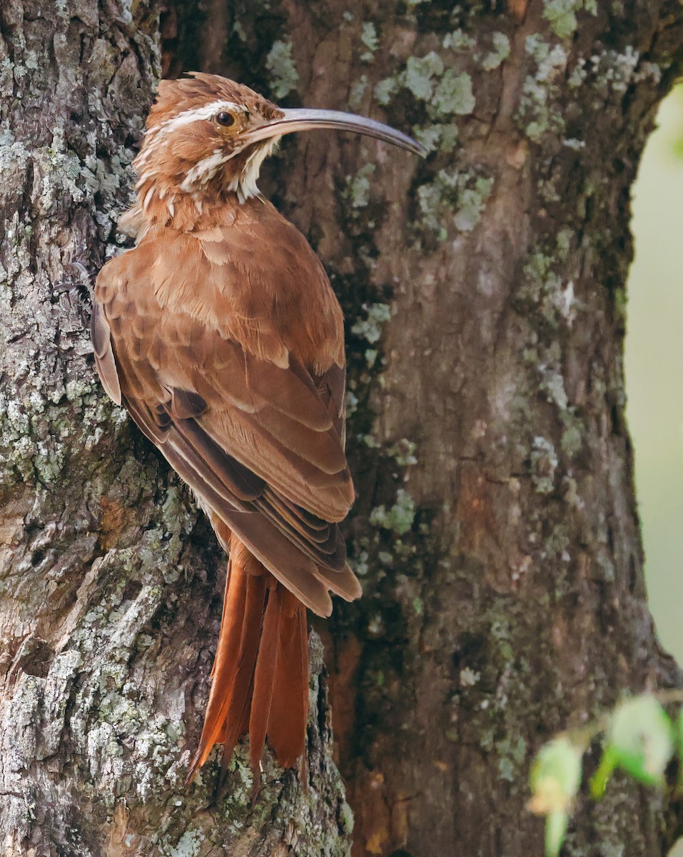 Scimitar-billed Woodcreeper - Anonymous