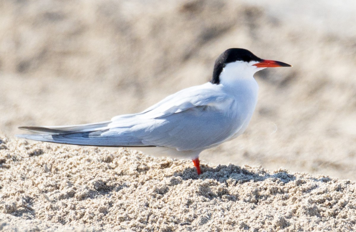 Common Tern - George Keller