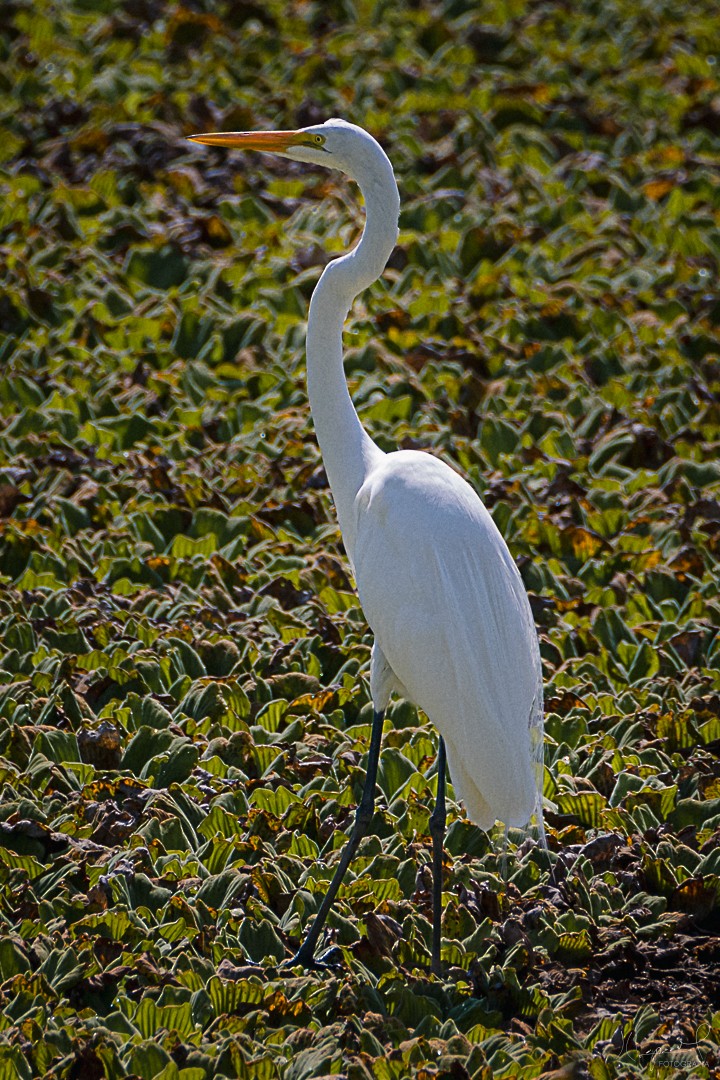 Great Egret - Juan Carlos Lopez Mejia