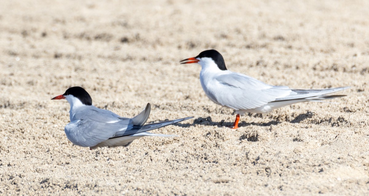 Common Tern - George Keller