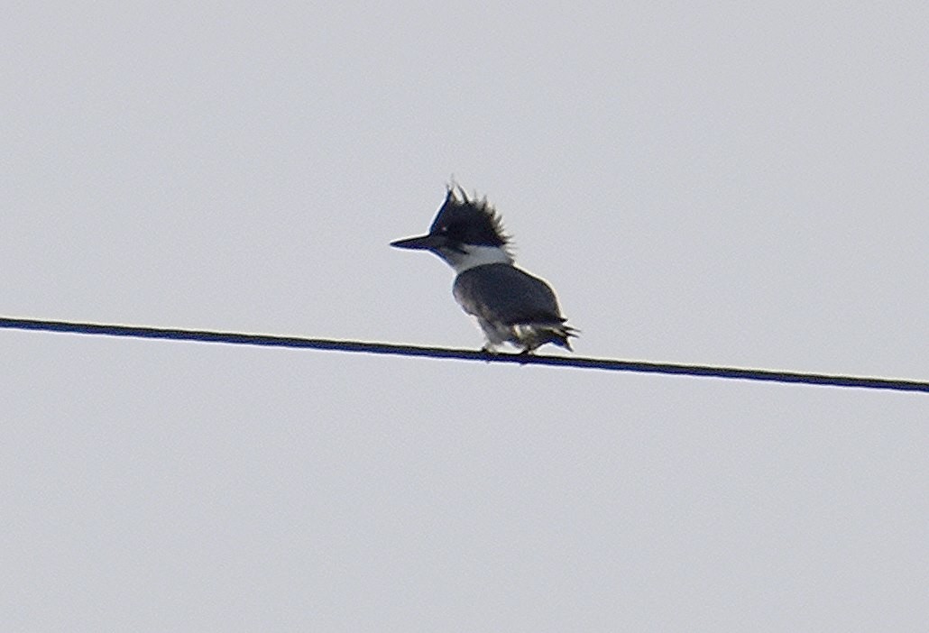 Belted Kingfisher - Scott Jackson