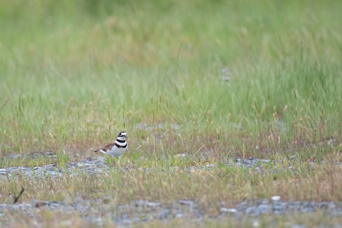 Killdeer - Ryan Douglas