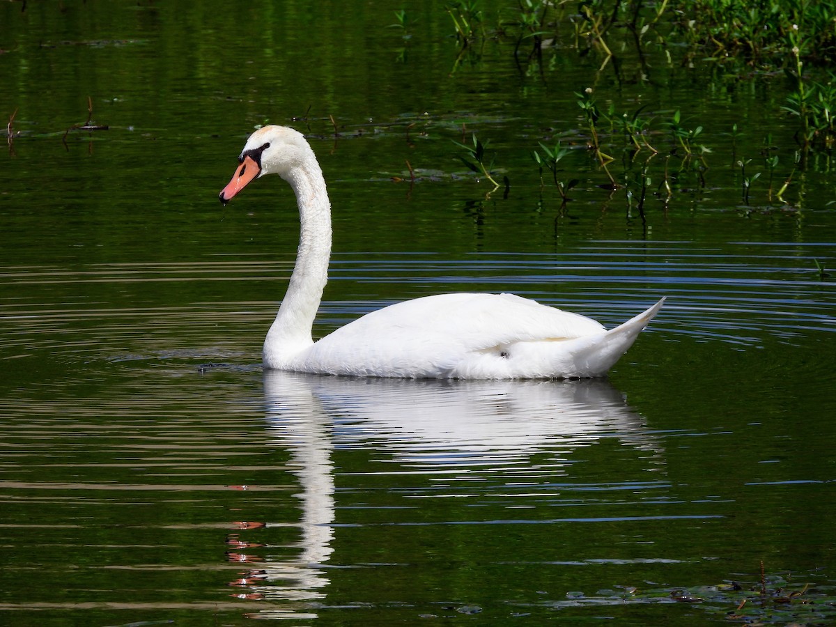 Mute Swan - ML619295245