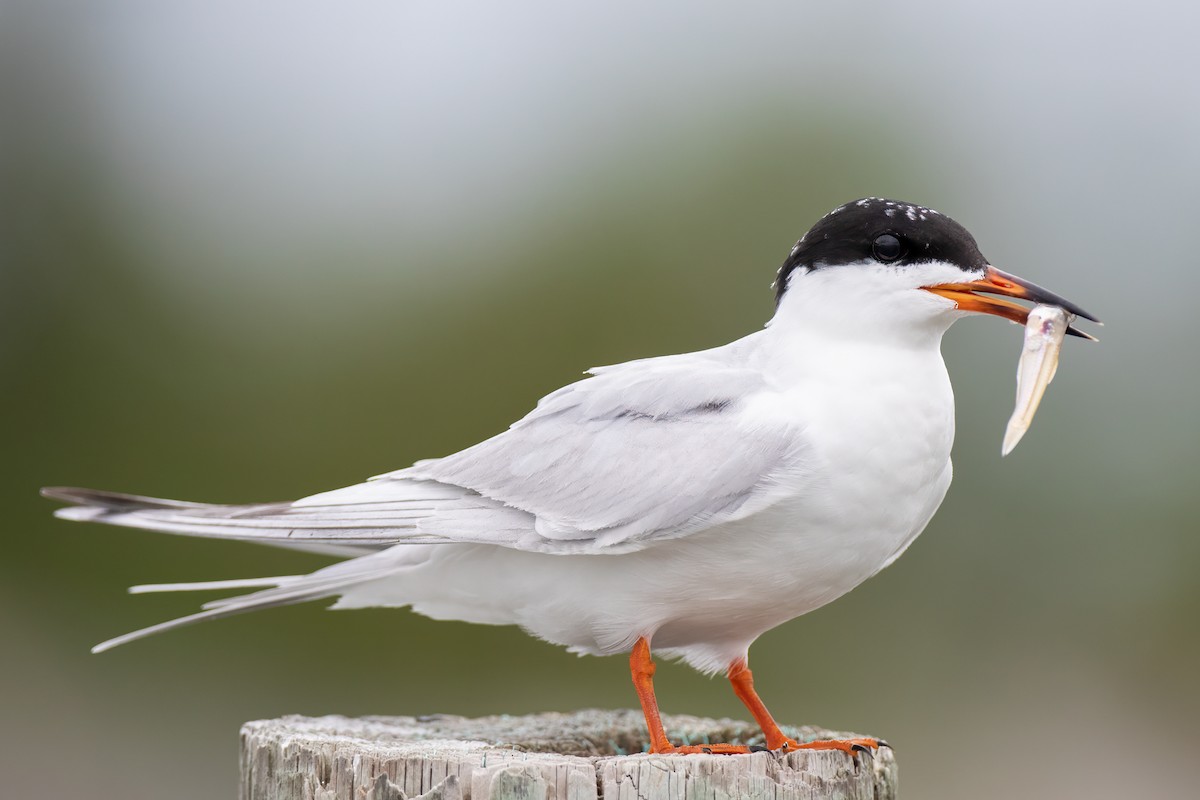 Forster's Tern - ML619295255