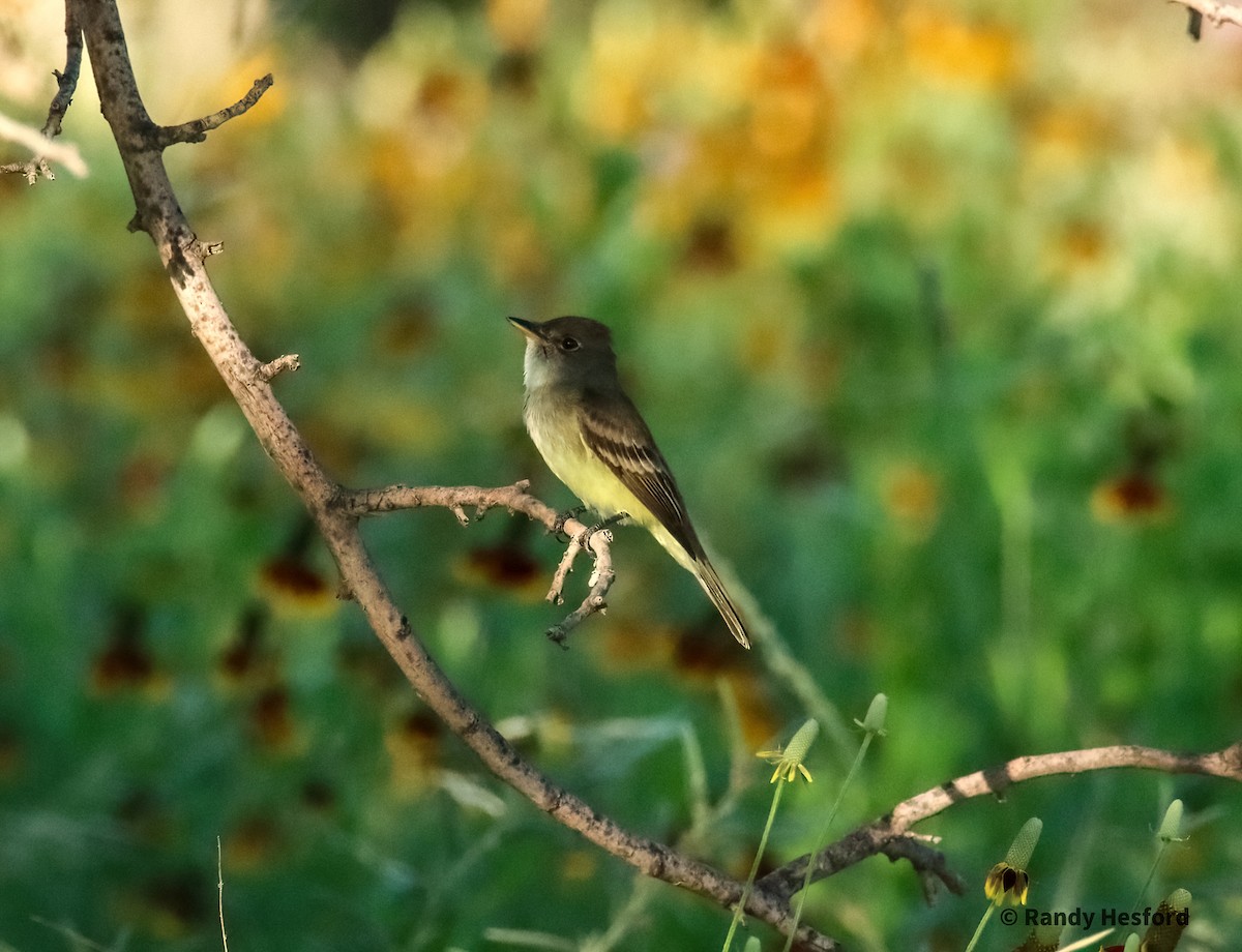 Willow Flycatcher - Randy Hesford